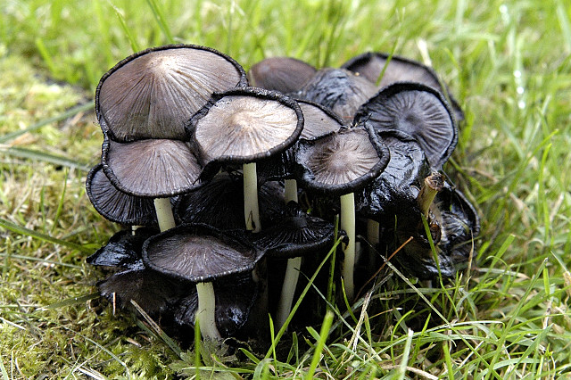Inky cap